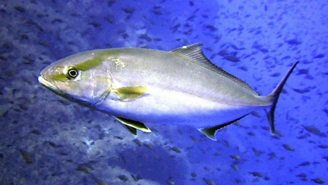  Poisson d'argent 